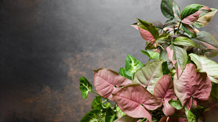 Syngonium Podophyllum Mix with Red Heart, Pink Splash and White Butterfly Species on Dark Background. Beautiful Plants with Pink Leaves Variegation. Copy Space for Textの写真素材