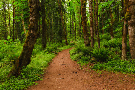 Curvy Trail Shaded by Majestic Trees in Lacamas Park, Washington State. Meandering Path Winds...