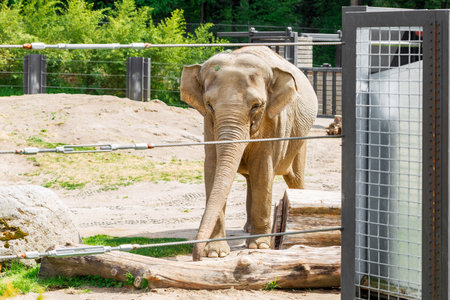 Majestic Asian Elephant, a Magnificent and Iconic Species, Residing in a Zoo. Elephants Walking in their Area in the Portland Zooの写真素材