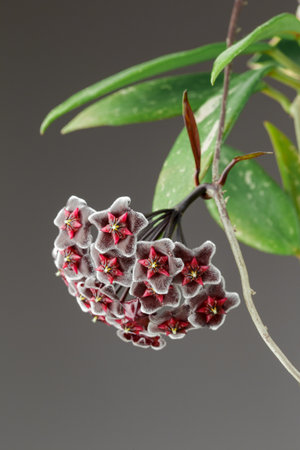 Hoya Pubicalyx cv. Royal Hawaiian Purple Potted Plant. Extreme Closeup Photo of Hoya Pubicalyx cv. Chimera Inflorescence. Porcelain Flower or Wax Plant.の写真素材