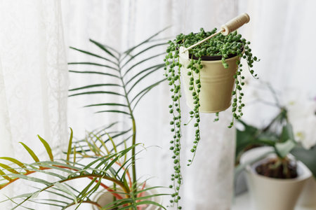 Senecio Rowleyanus House Plant in a White Hanging Bucket Pot. String of Pearls Plant at the Window.の写真素材