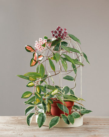 Hoya Carnosa and Hoya Pubicalyx Potted Plant. Different Varieties of Hoya, Krimson Princess and Krimson Queen Species in Bloom. Porcelain flower or wax plant.の写真素材