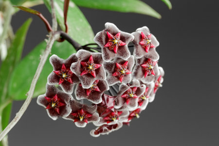 Hoya Pubicalyx cv. Royal Hawaiian Purple Potted Plant. Extreme Closeup Photo of Hoya Pubicalyx cv. Chimera Inflorescence. Porcelain Flower or Wax Plant.の写真素材