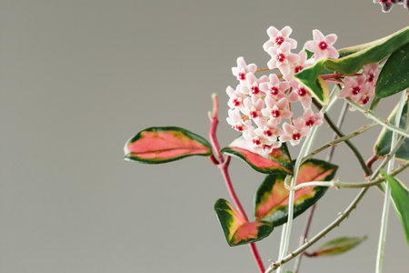 Hoya Carnosa Tricolor Potted Plant in Bloom. Hoya Krimson Queen Pink Flowers. Porcelain Flower or Wax Houseplant Inflorescences. Copy Space for Textの写真素材