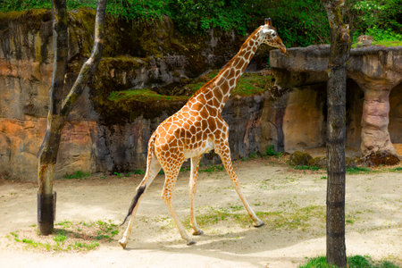 Tall Giraffe Walking in the Wildlife Park. The Majestic Beauty of the Giraffe Animal in a Zoo Setting.の写真素材