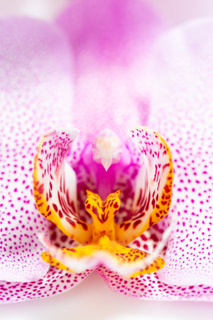 Amazing and Monstrous Pink with Dots Phalaenopsis Manhattan Orchid Flower Macro. Natural Floral Backgroundの写真素材