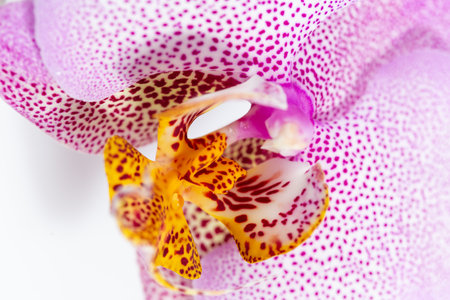 Amazing and Monstrous Pink with Dots Phalaenopsis Manhattan Orchid Flower Macro. Natural Floral Backgroundの写真素材