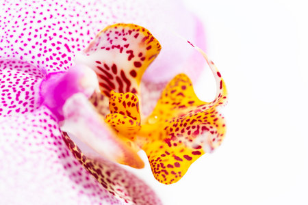 Amazing and Monstrous Pink with Dots Phalaenopsis Manhattan Orchid Flower Macro. Natural Floral Backgroundの写真素材