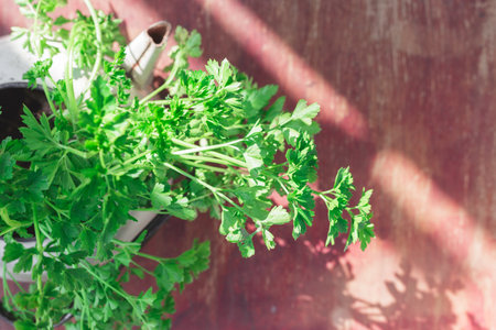 A Bunch of Green Fresh Harvested Italian Parsley in an Old Vintage Pot on Wood.の写真素材