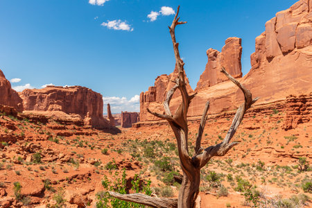 Park Avenue Trailhead in Arches National Park in Moab, Utah, United States. Dry Tree over Massive Natural Sandstone Monuments Called Courthouse Towersの写真素材