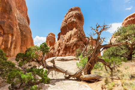 Sandstone Formations with Tree on the Foreground in Fiery Furnace Hiking Trail, Arches National Park, Utah, United Statesの写真素材