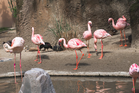 Elegant Posture and Vibrant Plumage of the Pink Flamingo Birds. Group of Pink Flamingos Standing in Shallow Waterの写真素材