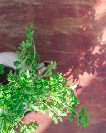 A Bunch of Green Fresh Harvested Italian Parsley in an Old Vintage Pot on Wood.の写真素材