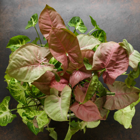 Syngonium Podophyllum Red Heart Plant with Pink Heart-Shaped Leaves over Dark Background. Beautiful Plant with Pink Coloured New Leaves that Fade when Getting Oldの写真素材