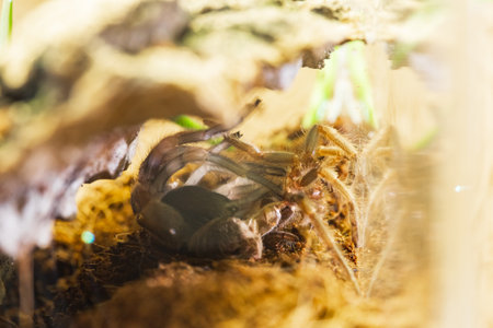 A Juvenile Brachypelma Harmorri or Brachypelma Smithi Tarantula Female Spider Molting Processの写真素材