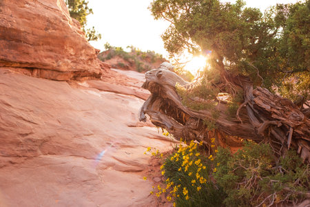 A vibrant sunrise illuminates a weathered tree trunk and yellow wildflowers along the Devils Garden Trail, highlighting the rugged beauty of Arches National Park's red rock landscapeの写真素材
