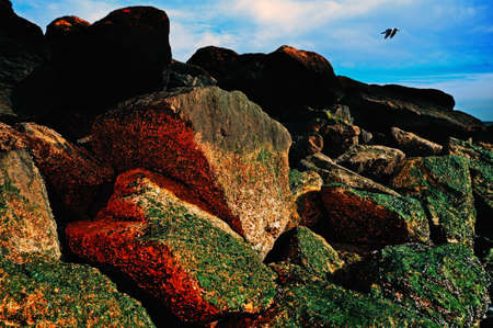 Rocks. Sky. Seagull.の写真素材