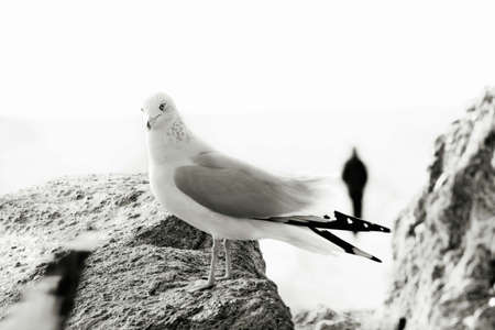 Seagull. Man. Rocks. Ocean.の写真素材