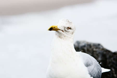 Seagull. Closeup. Beach. Ocean.の写真素材
