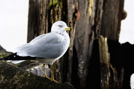 Seagull. Rocks. Old pile.の写真素材
