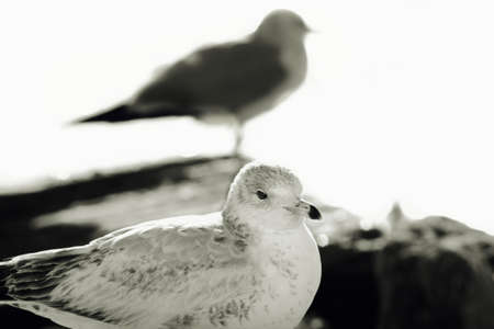 Two seagulls. Ocean. Outdoor.の写真素材