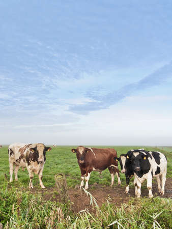 Three cows standing on a meadow staring at you