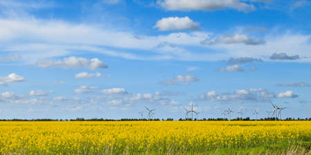 A Field of rape with blue sky and some clouds with windmills in the background