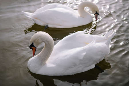 Couple of beautiful white swans in lakeの写真素材