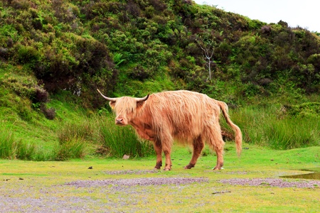 Red Highland cattle