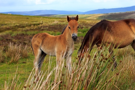 Exmoor Pony coltの写真素材