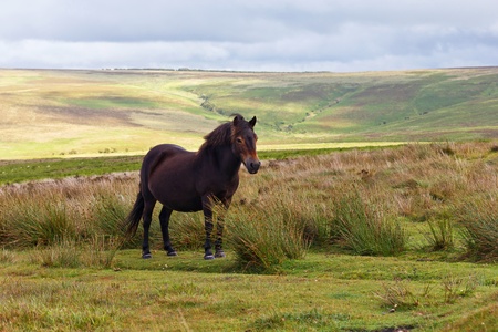 Exmoor Ponyの写真素材