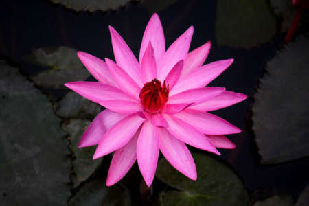 Blue lotus is also known as star lotus, red and blue water lily, and blue star water lily. Itâ??s scientific name is Nymphaea nouchali. It has white, blue and fuchsia color flowers.の写真素材