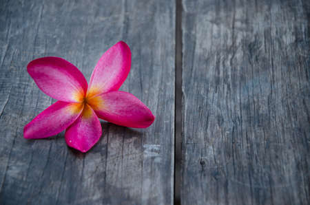 Beautiful plumeriaの写真素材