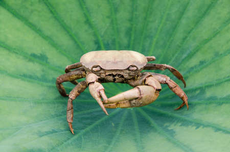 Remains of dead crabs turn to look at you and sits on a lotus leaf の写真素材
