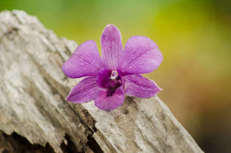 Beautiful purple orchids on a tree stump の写真素材