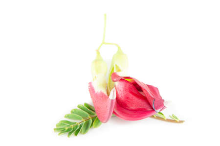 Agasta isolate on white background and vegetableの写真素材