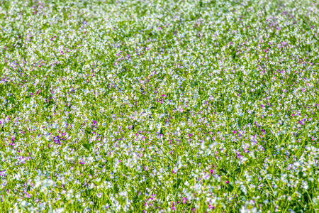 Blooming summer field under blue sky on a warm summer dayの写真素材