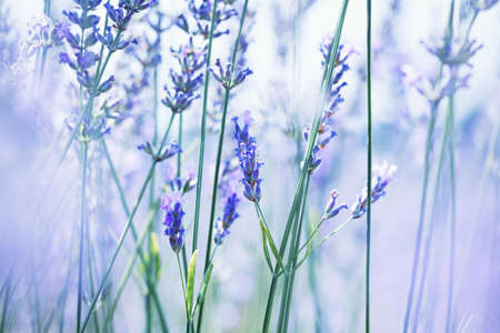 Floral background with French lavender, very shallow depth of fieldの写真素材