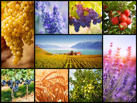 Harvest collage with food ingredientsの写真素材