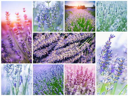 Collage with sunny French lavenderの写真素材