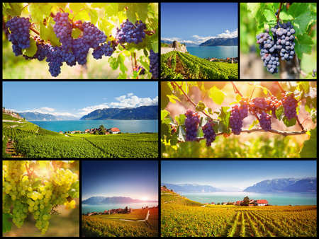 Collage with Swiss vineyards at Geneva lake, Lavaux areaの写真素材