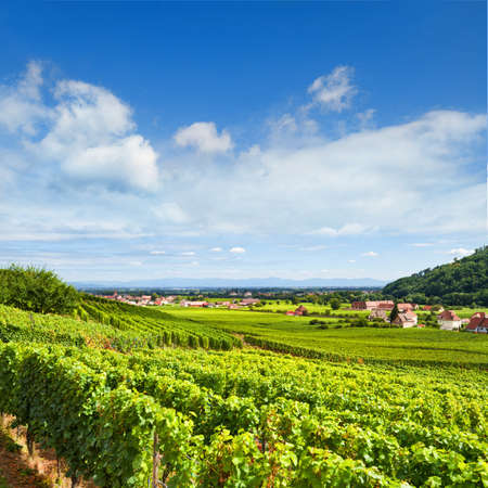 Aerial view to Alsace fruit valley at Kaysersberg and Colmar area with Kientzheim village in the backgroundの写真素材