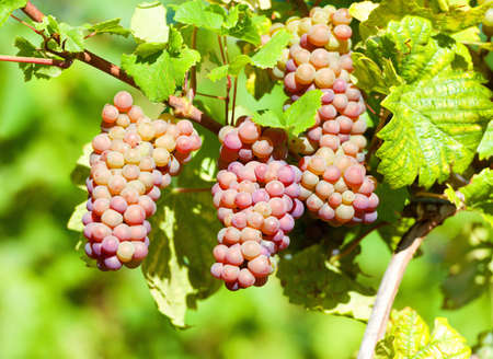 Sunny bunches of red wine grape Pinot Noir on vineyard in Alsace, Franceの写真素材