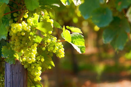 Sunny bunches of white wine grape on vineyard in Alsace, Franceの写真素材