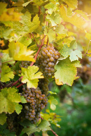 White grapes on Wachau valley, Austria