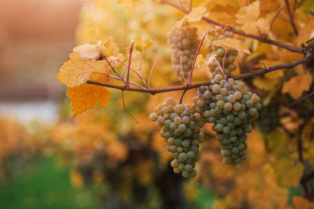 White grapes on Wachau valley, Austria