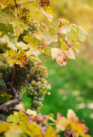 White grapes on Wachau valley, Austria