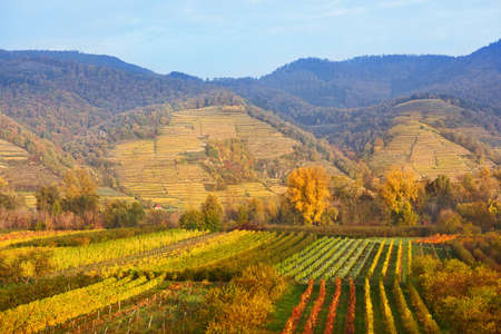 Autumn vineyards on Wachau valley, Austriaの写真素材