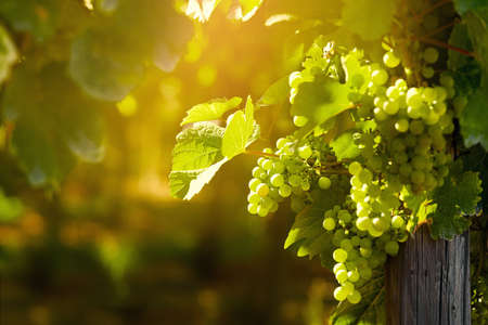 White grape bunches, Alsace fruit valleyの写真素材