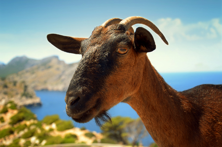 Brown goat in the countryside on sky background in sunny day on Cyprusの写真素材